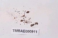 藏品(煙桿苔)的圖片